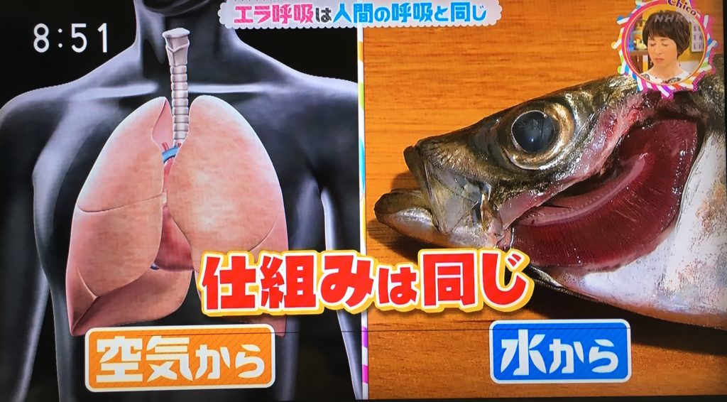 エラ呼吸ってなに? → 人間の呼吸と同じ。水中の酸素を効率よく吸収するために発達。 | チコちゃんに叱られる!