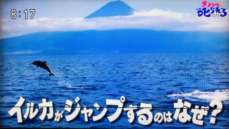 なんでイルカはジャンプするの？→体についた垢(アカ)を落とすため。速く泳ぐために一日12回皮膚が入れ替わる