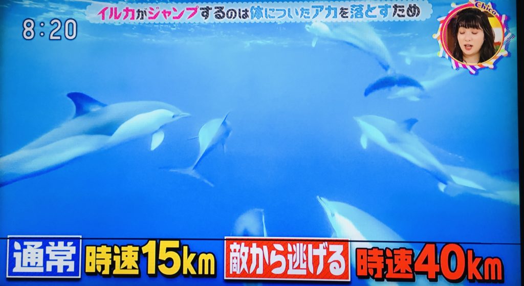 なんでイルカはジャンプするの？→体についた垢(アカ)を落とすため。速く泳ぐために一日12回皮膚が入れ替わる